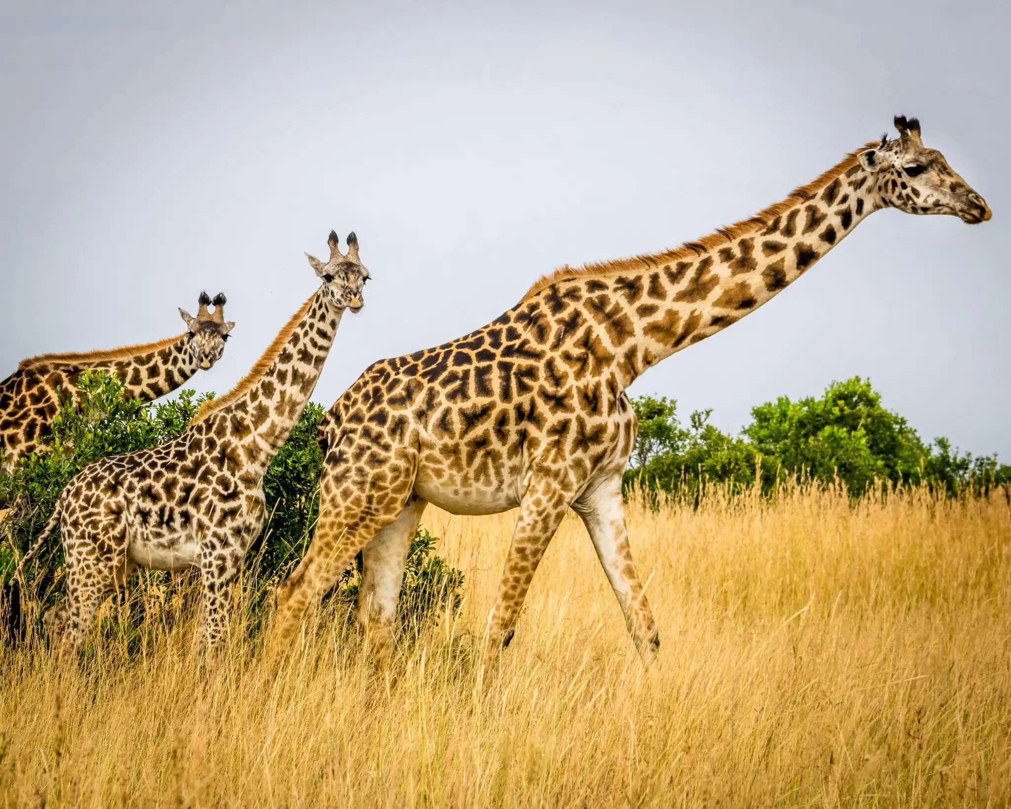 africa southernAfrica