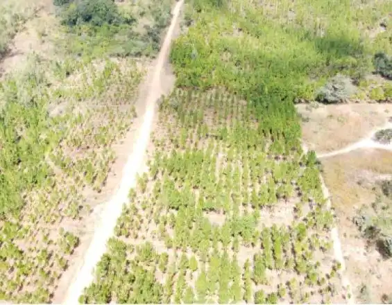 Aerial view of slashed area in Jembya Forest Reserve