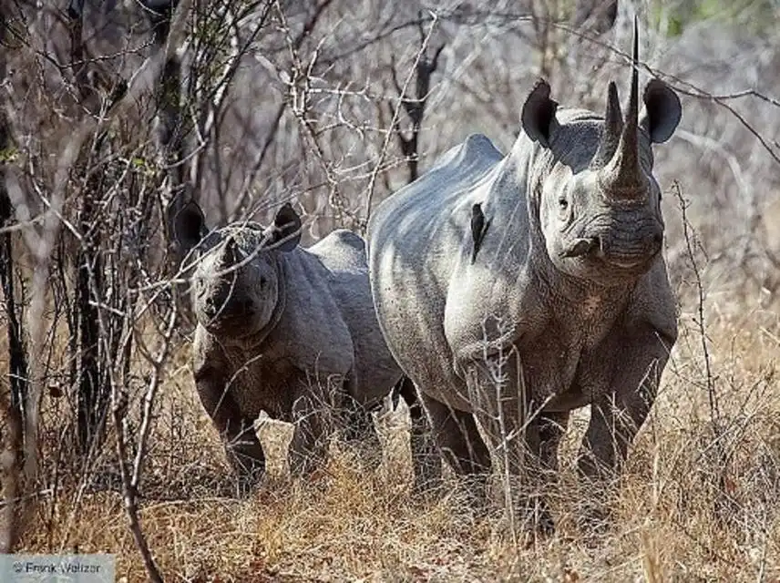Send a Rhino Home (60s)