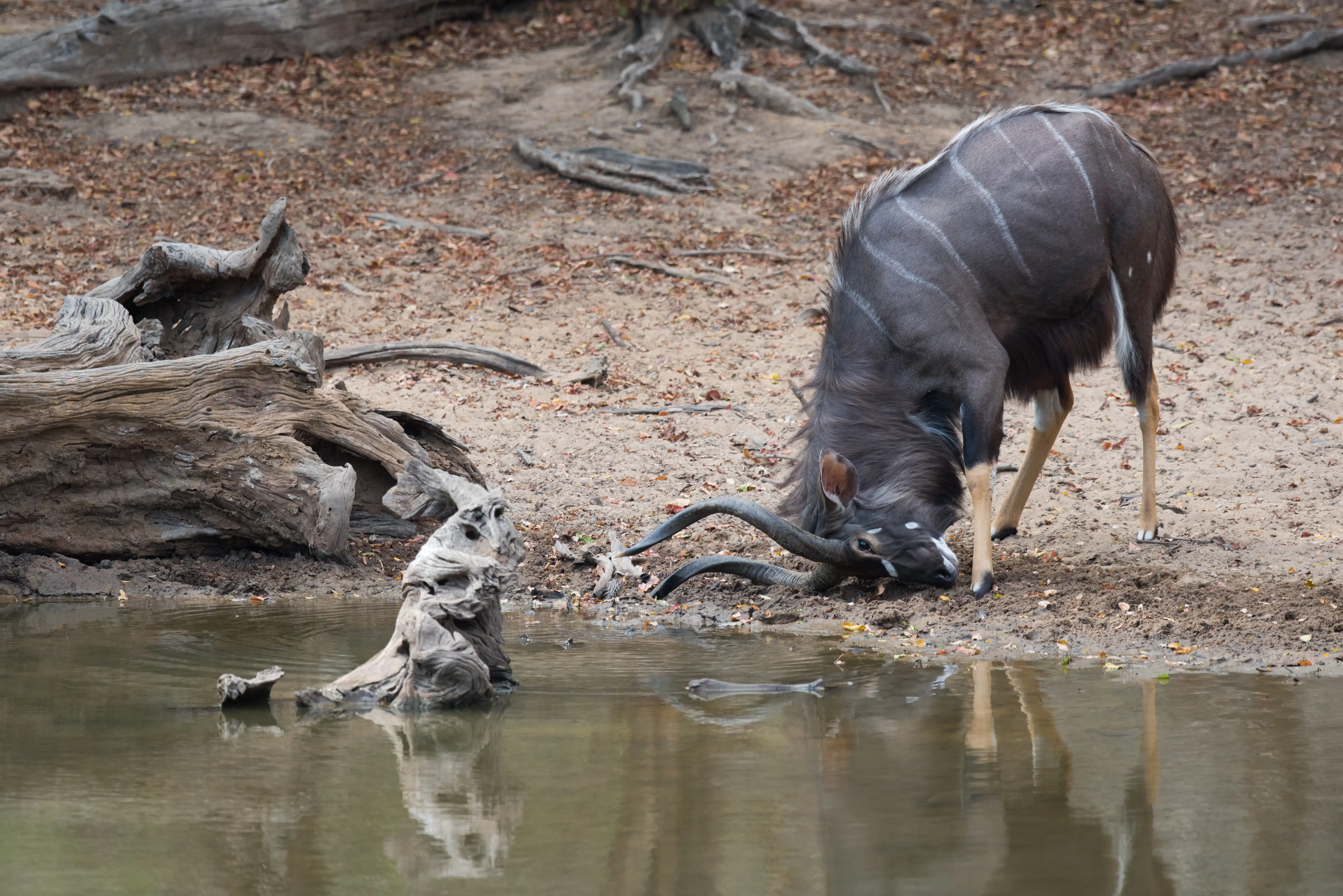 Nyala WESM WHC_191012 (2).jpg