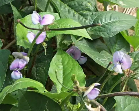 Cowpea (Vigna unguiculata stenophylla)