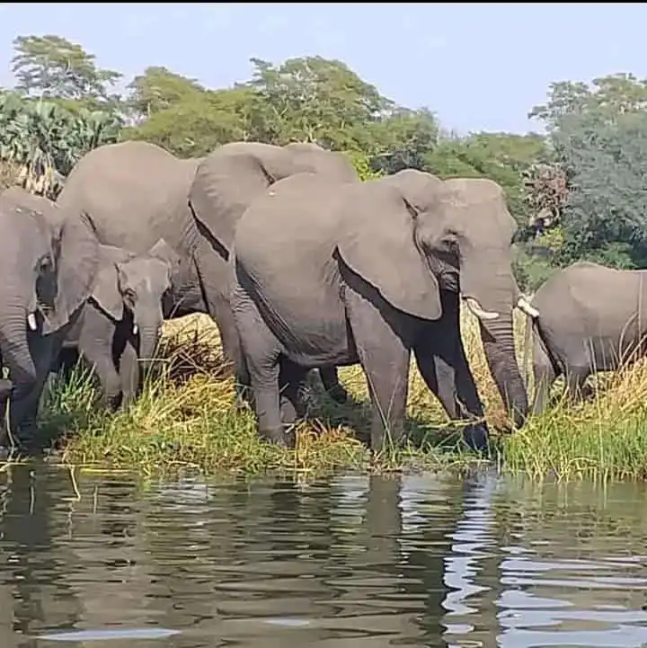 elephant-group-kasungu-national-park.jpg