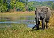 elephant-marsh.jpg