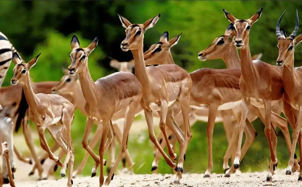 impala-kasungu-national-park.jpg