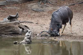 Conservation of Nyala